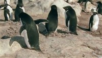 Легкомысленный пингвин (Неправильный пингвин) / Topsy Turvy Penguin (2005 / SATRip)