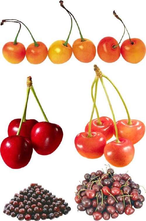Фотосток: ягоды - вишня и черешня