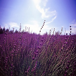 Mixedmartin - Fields Of Lavender (2012)